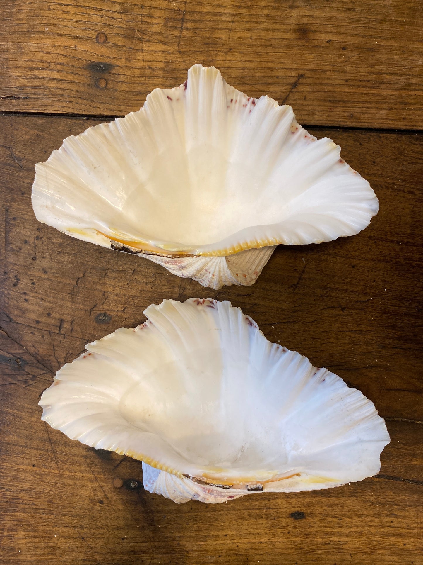 Large Vintage Clam Shell