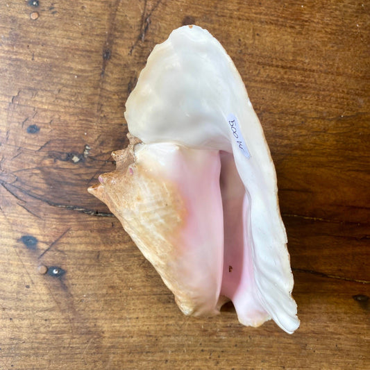 French Vintage Conch Shell