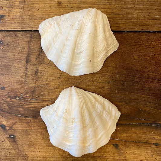 Vintage French Clam Shell