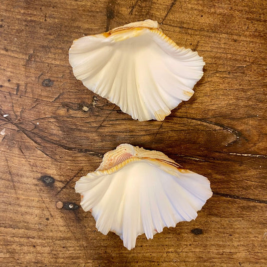 Two halves of a vintage natural shell showing the smooth pale interior