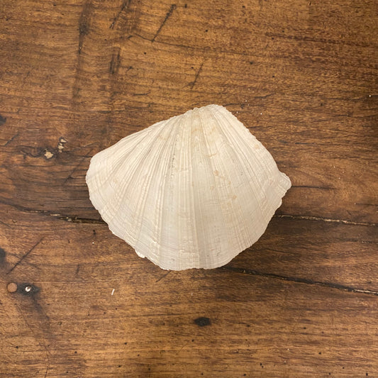 Vintage French Clam Shell