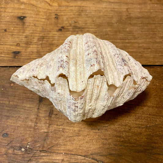 Pattern: Vintage French Clam Shell – Curiosité Göteborg | Fransk vintageinredning från Curiosité