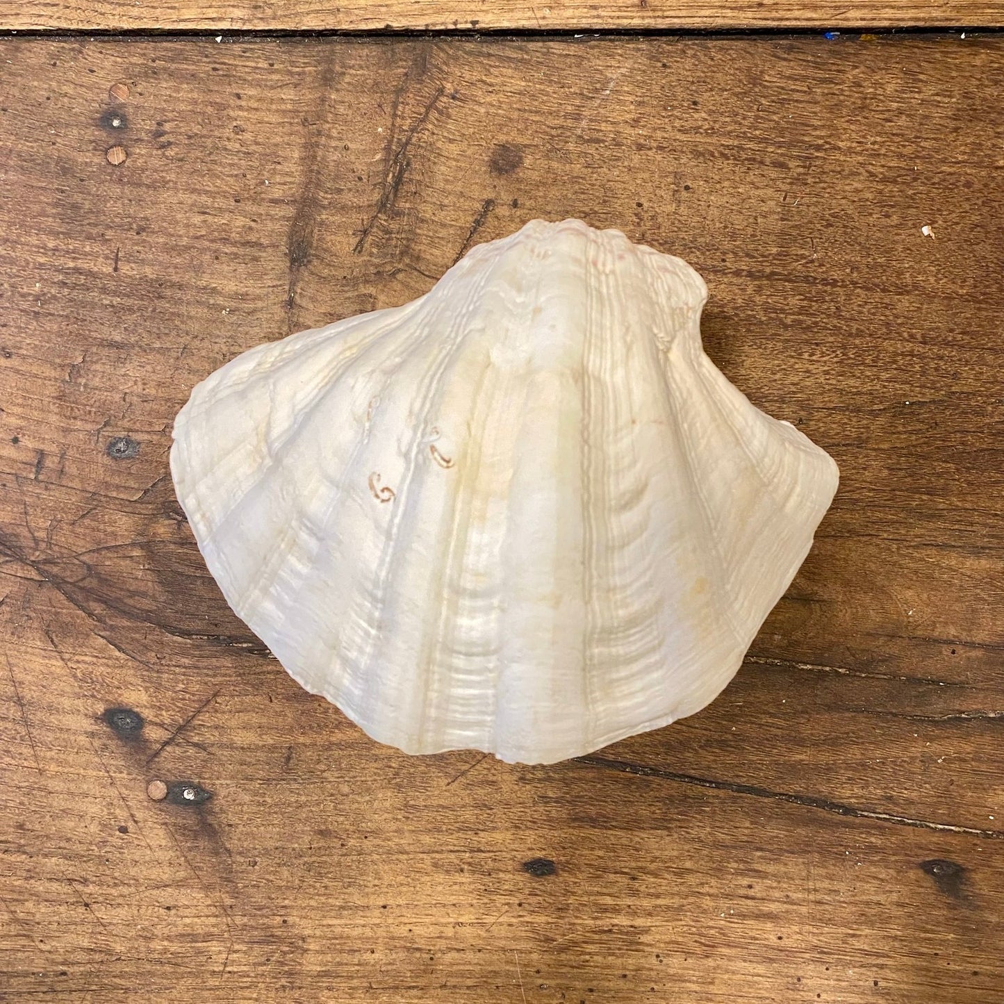 Pattern: Vintage French Clam Shell – Curiosité Göteborg | Fransk vintageinredning från Curiosité
