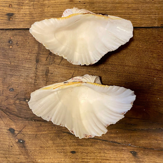 Pattern: Vintage French Clam Shell – Curiosité Göteborg | Fransk vintageinredning från Curiosité