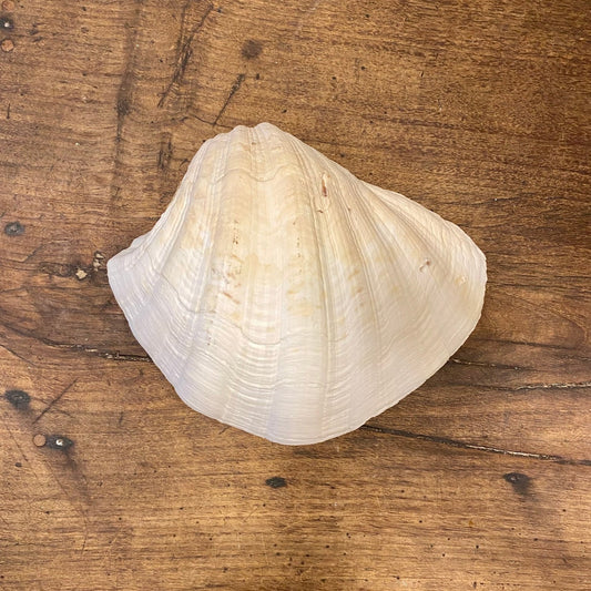 Vintage French Clam Shell