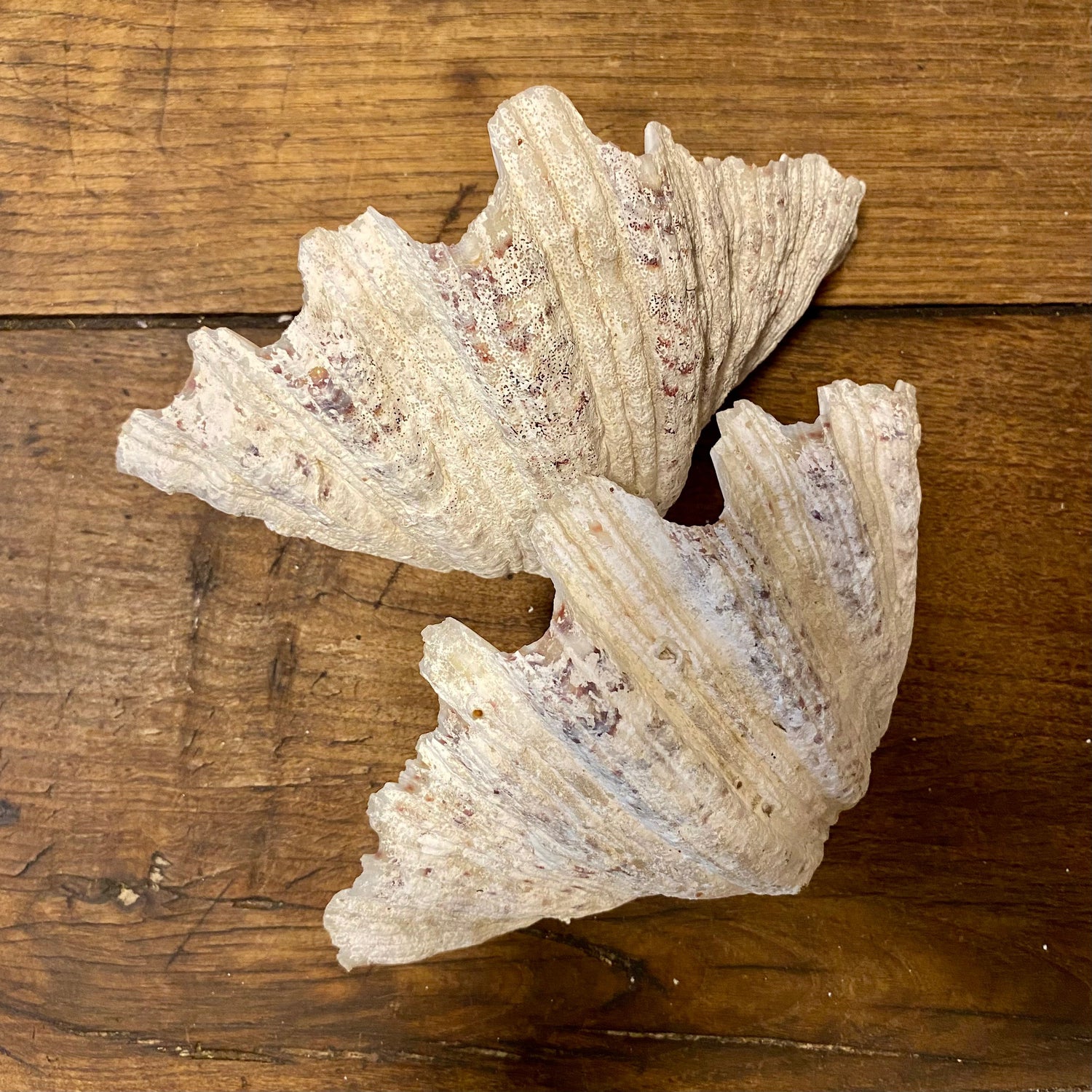 Pattern: Vintage French Clam Shell – Curiosité Göteborg | Fransk vintageinredning från Curiosité