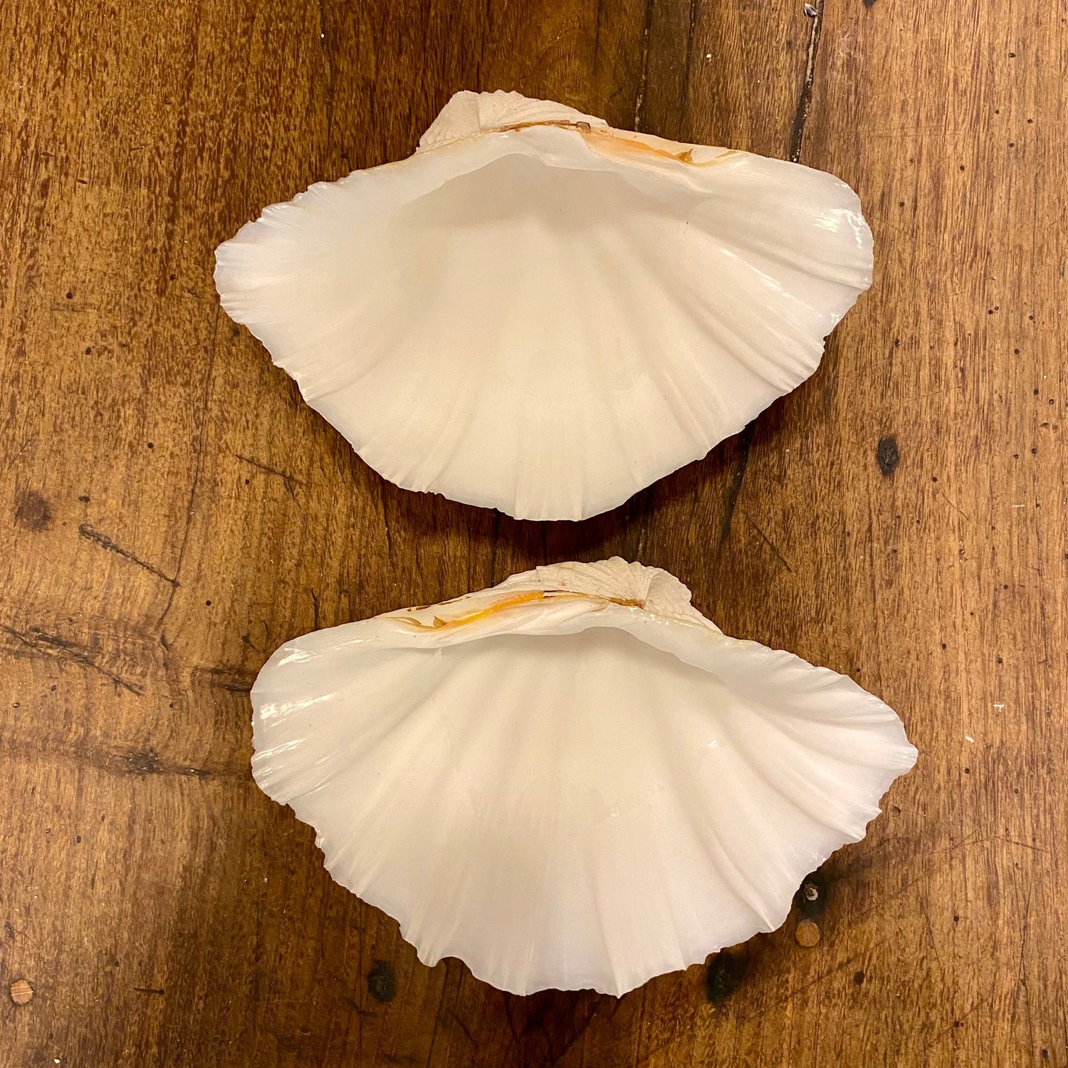 Pattern: Vintage French Clam Shell – Curiosité Göteborg | Fransk vintageinredning från Curiosité