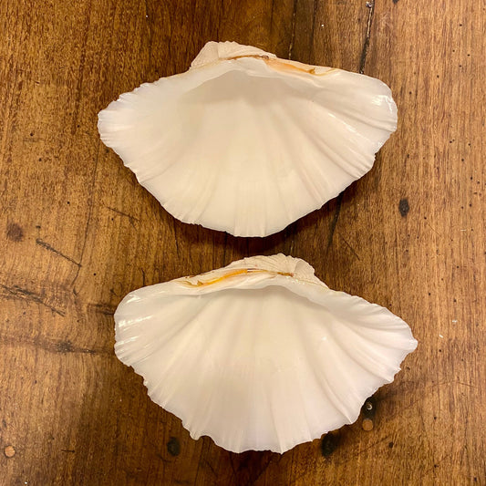 Pattern: Vintage French Clam Shell – Curiosité Göteborg | Fransk vintageinredning från Curiosité