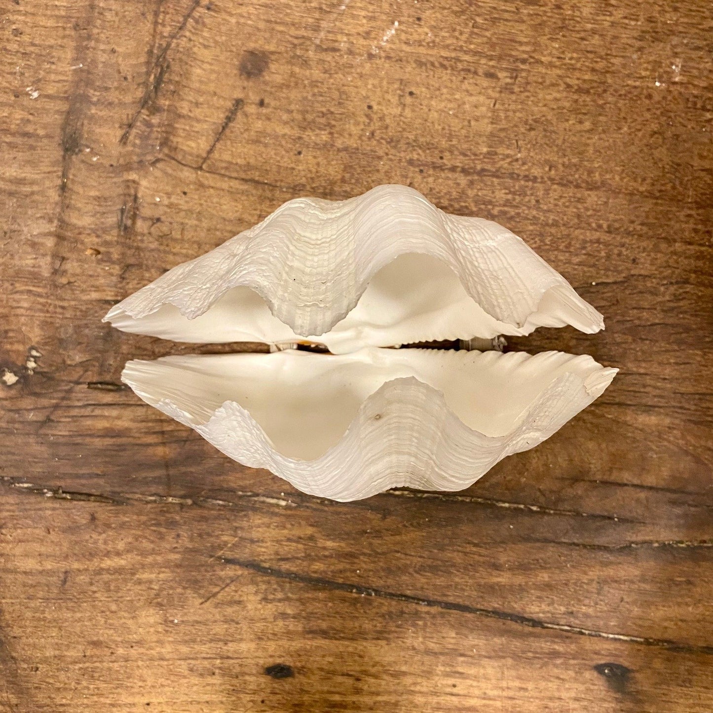 Pattern: Vintage French Clam Shell – Curiosité Göteborg | Fransk vintageinredning från Curiosité