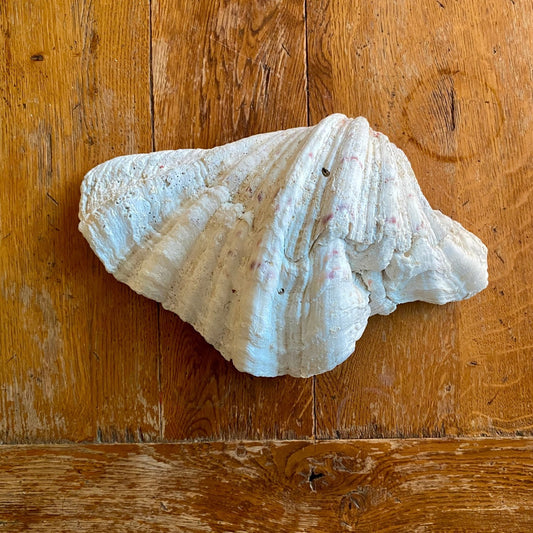 Pattern: Vintage French Clam Shell – Curiosité Göteborg | Fransk vintageinredning från Curiosité