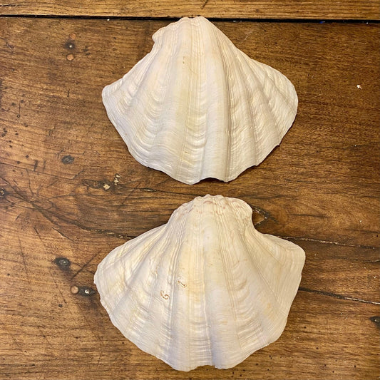 Pattern: Vintage French Clam Shell – Curiosité Göteborg | Fransk vintageinredning från Curiosité