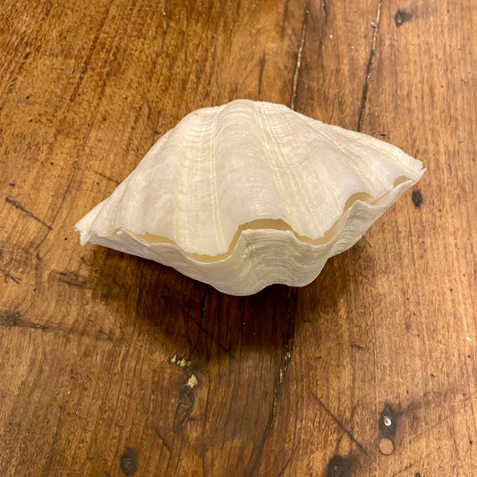 Pattern: Vintage French Clam Shell – Curiosité Göteborg | Fransk vintageinredning från Curiosité