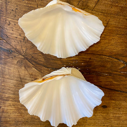Vintage Natural Shell – 18 cm