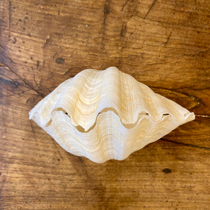 Vintage Natural Shell – 18 cm