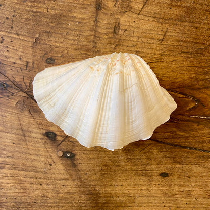 Vintage Natural Shell – 18 cm