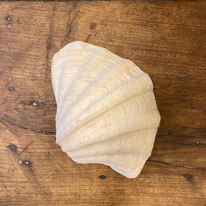 Large Natural Decorative Shell – 27 cm