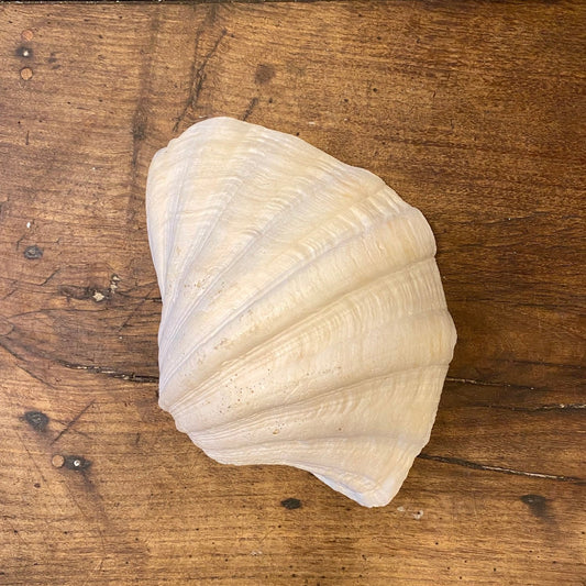 Large Natural Decorative Shell – 27 cm
