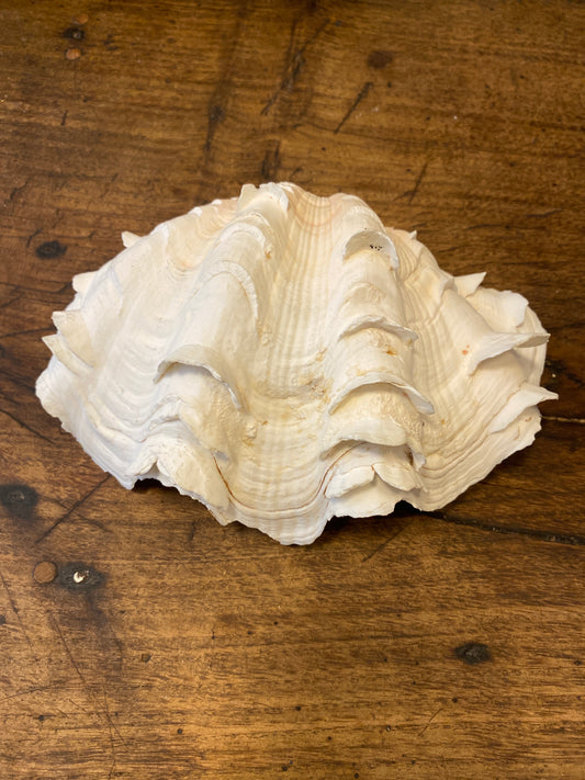 Vintage Clam Shell Dish