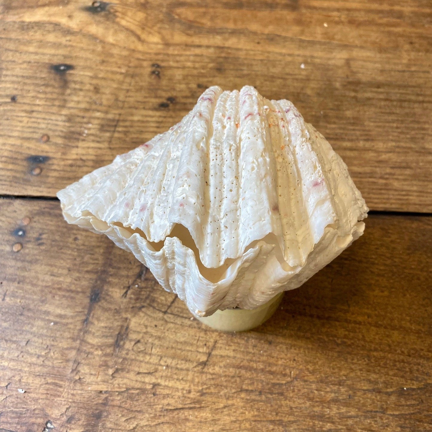 Vintage French Clam Shell - 19cm