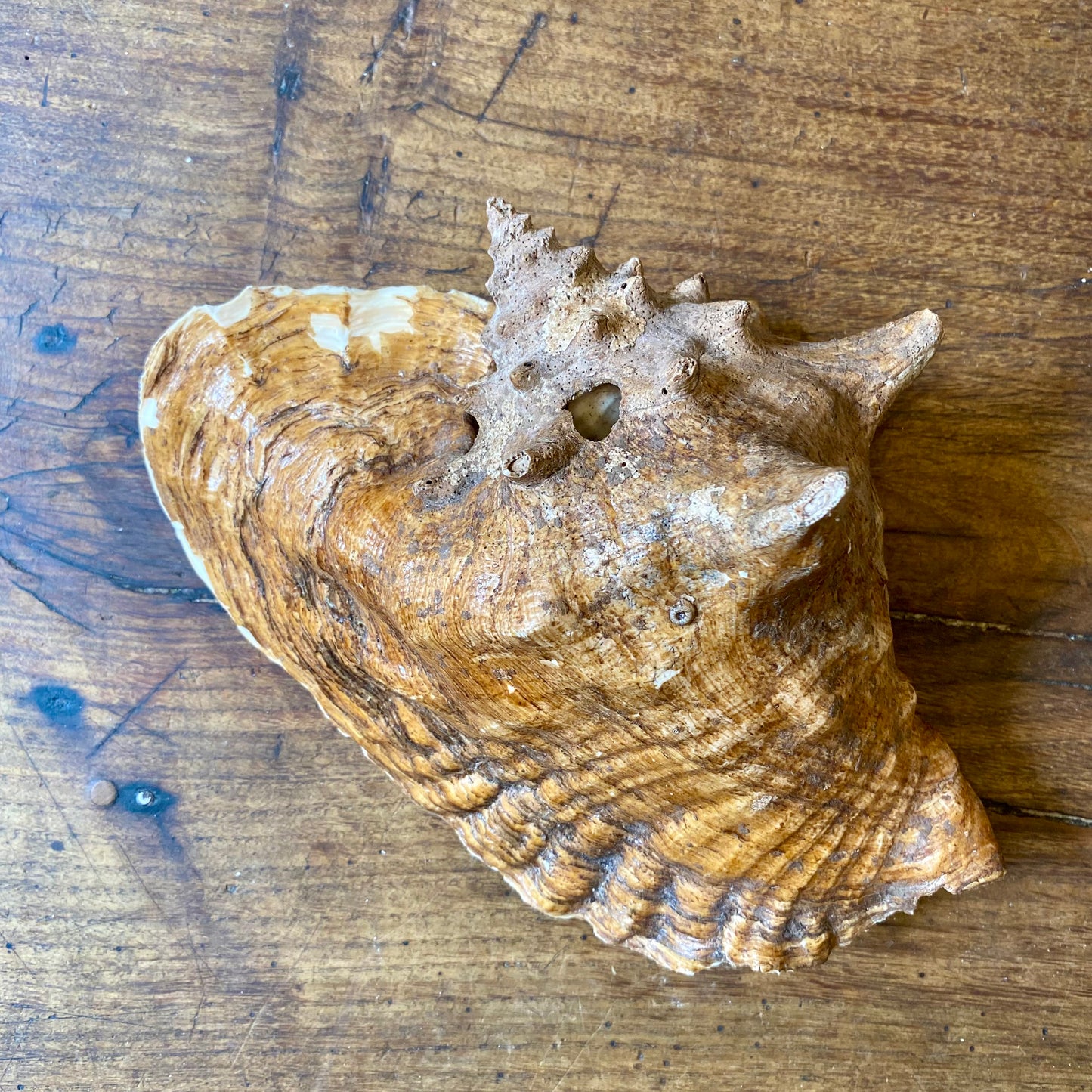 French Vintage Conch Shell