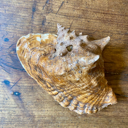 French Vintage Conch Shell
