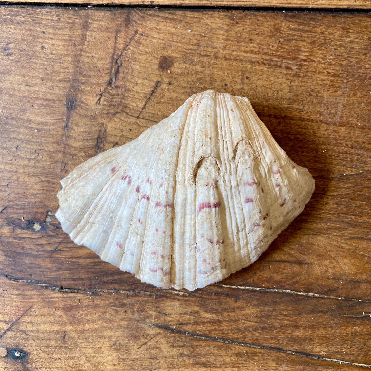 Vintage French Clam Shell - 22cm