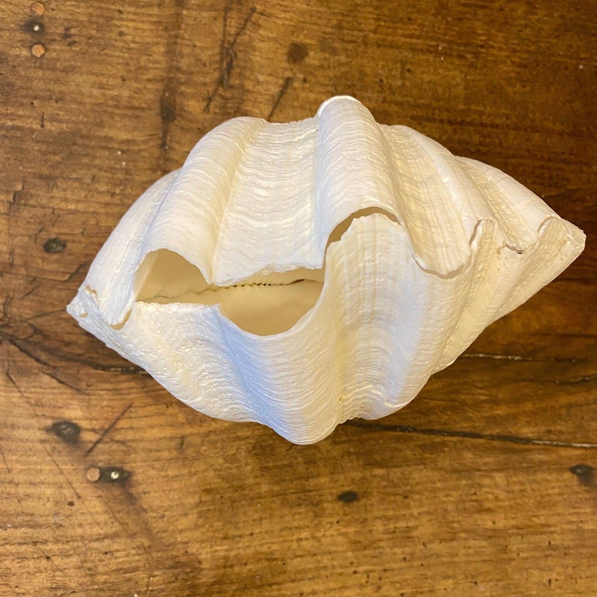 Vintage Natural Shell – 18 cm