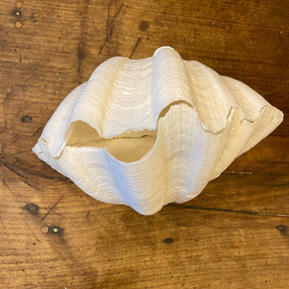 Vintage Natural Shell – 18 cm