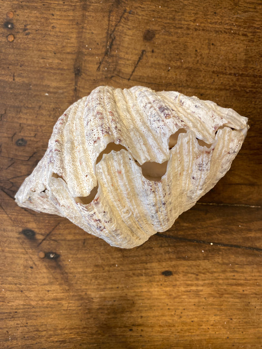 Large Vintage Clam Shell