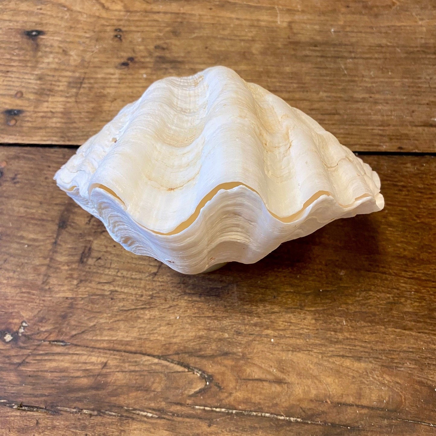Vintage French Clam Shell