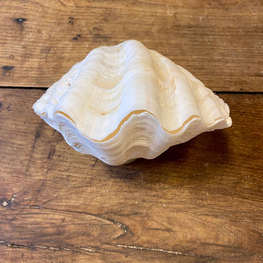 Vintage French Clam Shell