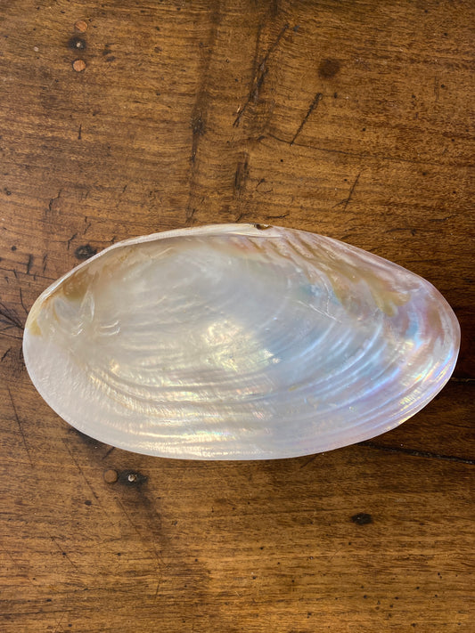 Large Mother-of-Pearl Shell