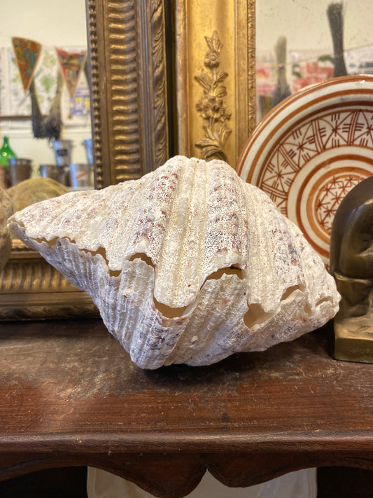 Large Vintage Clam Shell