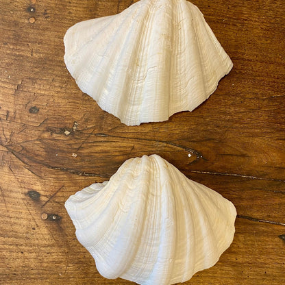 Vintage Natural Shell – 18 cm
