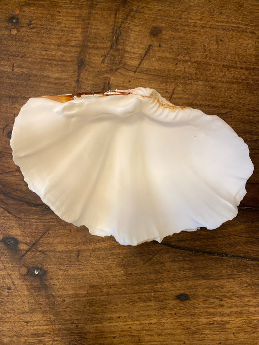 Vintage Clam Shell Dish