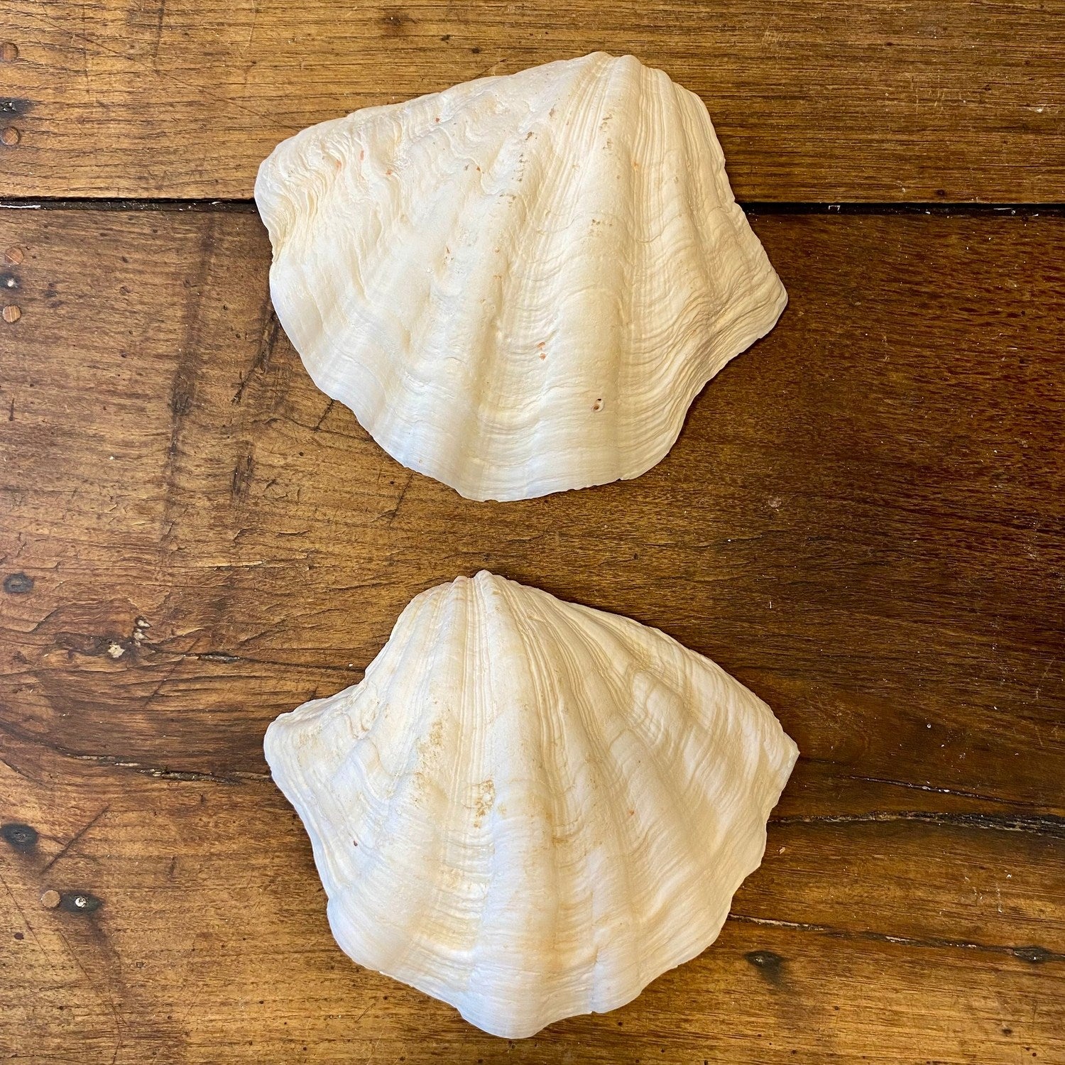 Vintage French Clam Shell