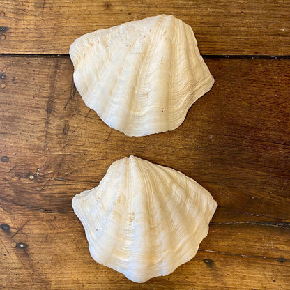 Vintage French Clam Shell