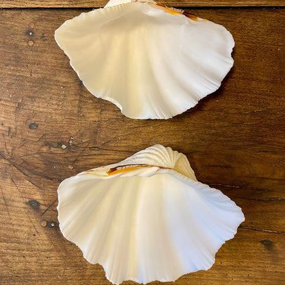 Vintage Natural Shell – 18 cm