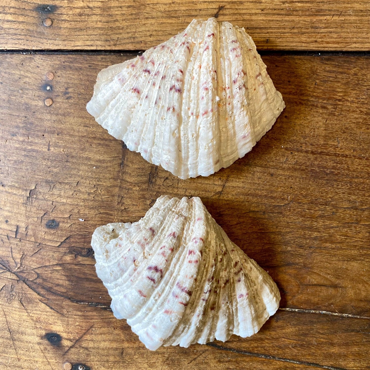 Vintage French Clam Shell - 19cm