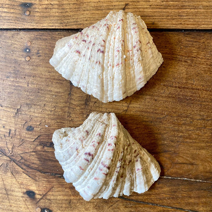 Vintage French Clam Shell - 19cm