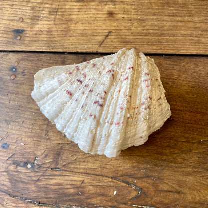 Vintage French Clam Shell - 19cm