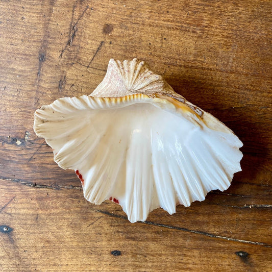 Vintage French Clam Shell - 22cm