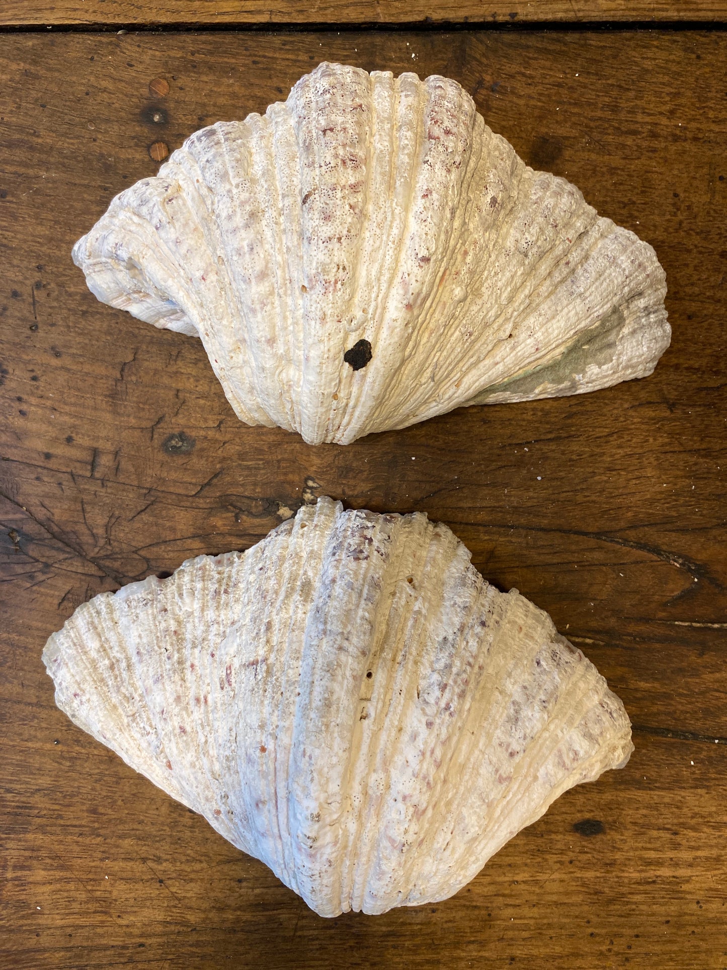 Large Vintage Clam Shell