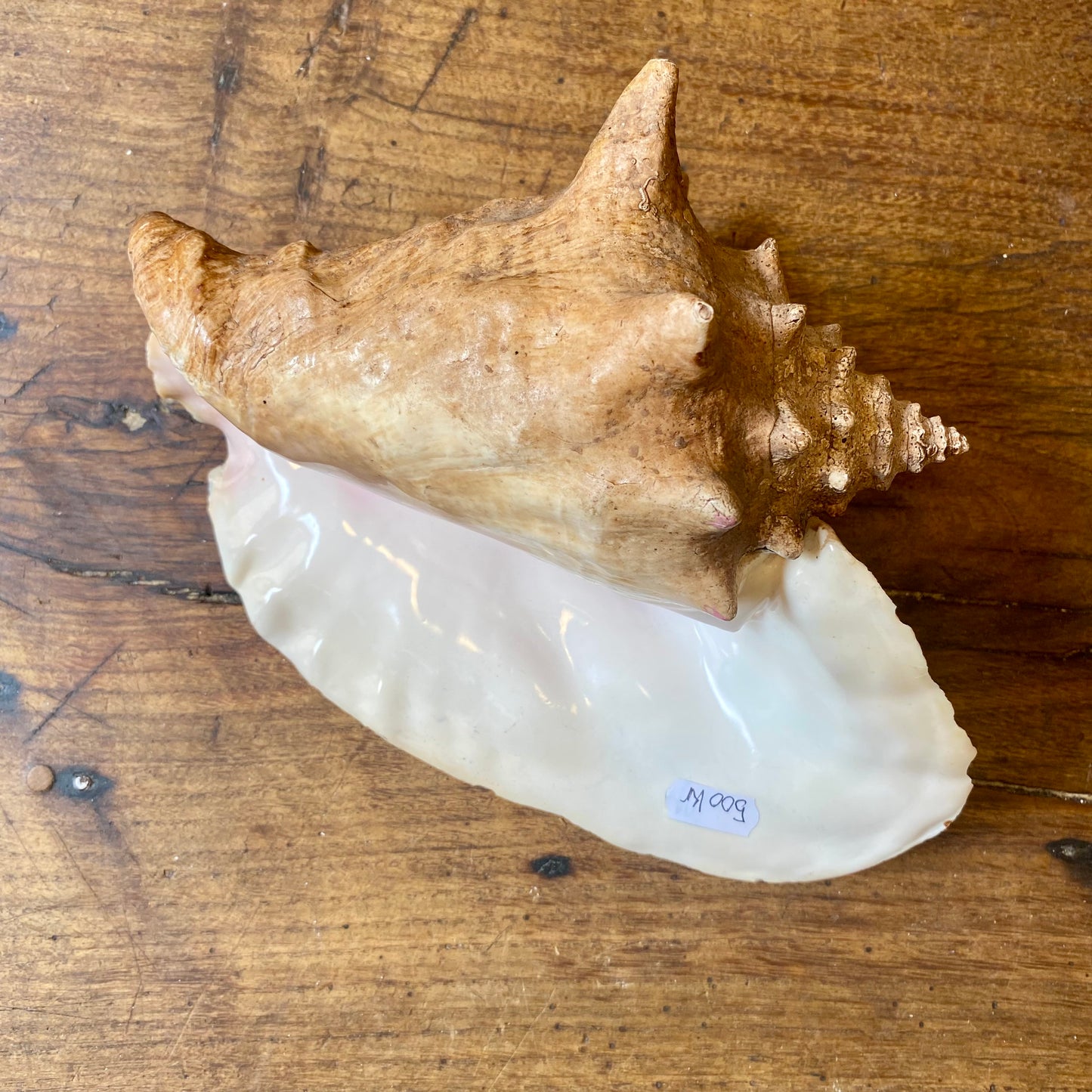 French Vintage Conch Shell