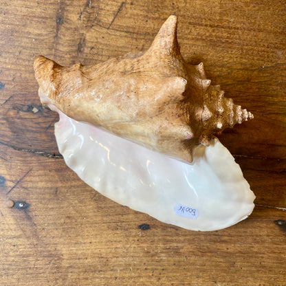 French Vintage Conch Shell