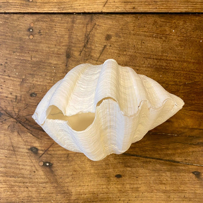 Vintage Natural Shell – 18 cm