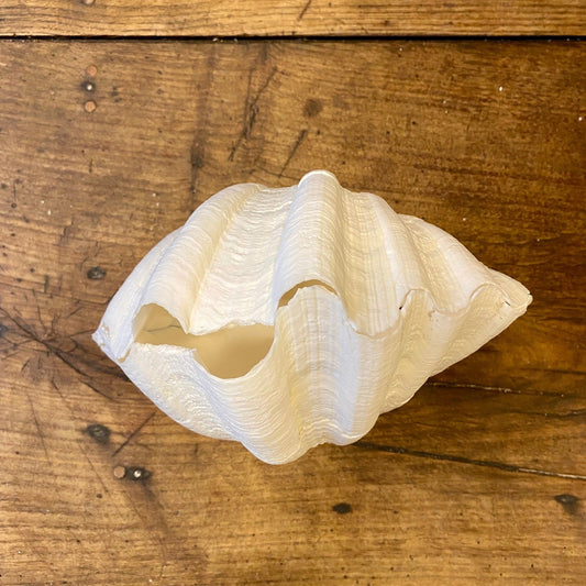Vintage Natural Shell – 18 cm