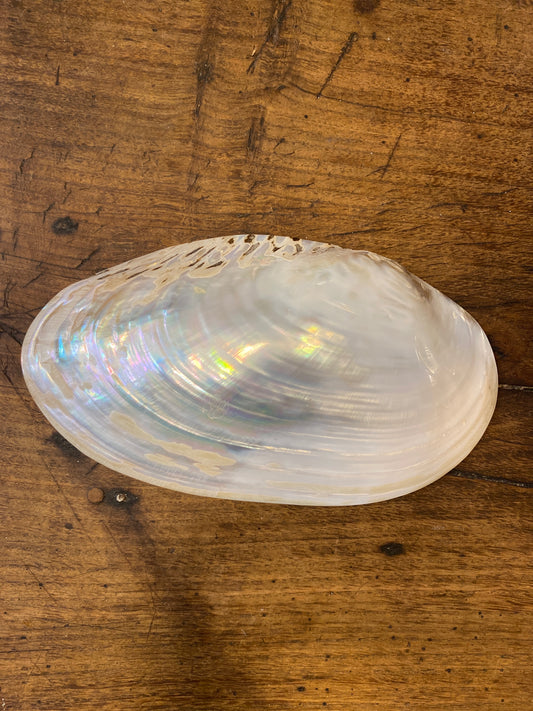 Large Mother-of-Pearl Shell