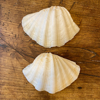 Vintage Natural Shell – 18 cm