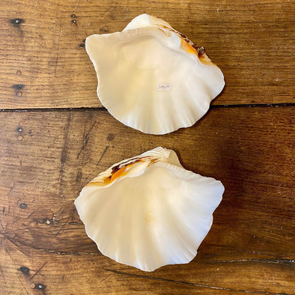 Vintage French Clam Shell